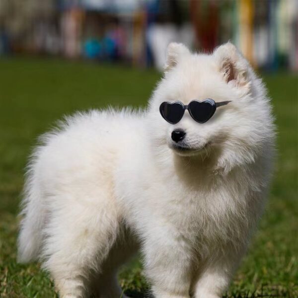 Doll Sunglasses Pet Toy Accessories - Image 4